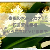 幸福の木ドラセナの花言葉は幸福♪蕾から花を咲かせるまで