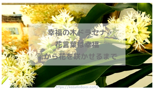 幸福の木ドラセナの花言葉は幸福♪蕾から花を咲かせるまで